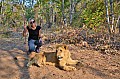 0103 Lion Walk