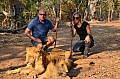 0108 Lion Walk
