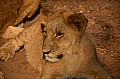 0110 Lion Walk