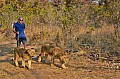 0111 Lion Walk