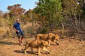 0112 Lion Walk