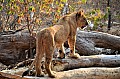 0115 Lion Walk