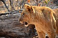 0116 Lion Walk