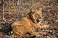 0117 Lion Walk