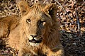 0118 Lion Walk