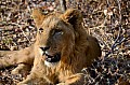 0119 Lion Walk