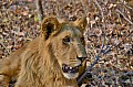 0120 Lion Walk