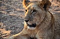 0123 Lion Walk
