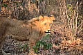 0124 Lion Walk