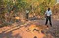 0125 Lion Walk