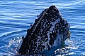 Hervey Bay-0002