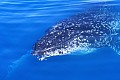 Hervey Bay-0003