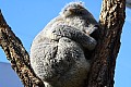Wild life-0002