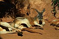 Wild life-0004