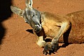 Wild life-0005