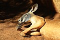 Wild life-0006