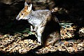 Wild life-0007