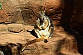 Wild life-0009