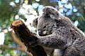 Wild life-0011