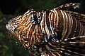 Wild life-0017