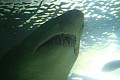 Wild life-0020