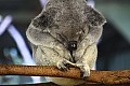 Wild life-0021