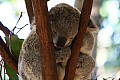 Wild life-0022