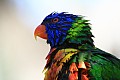 Wild life-0025