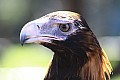 Wild life-0026