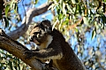 035 Yanchep NP