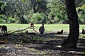 038 Yanchep NP