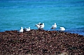 041 Lancelin