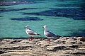 051 Rottnest island
