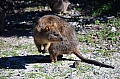 058 Rottnest island