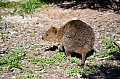 059 Rottnest island