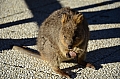 060 Rottnest island