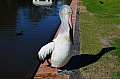 224 Adelaide