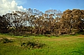 270 Kangaroo island