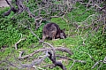 271 Kangaroo island