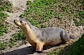 278 Kangaroo island