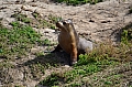 279 Kangaroo island