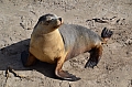280 Kangaroo island