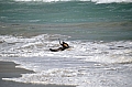 286 Kangaroo island