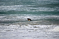 287 Kangaroo island