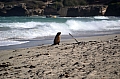 288 Kangaroo island