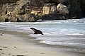 290 Kangaroo island