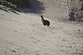 292 Kangaroo island