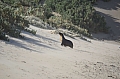 293 Kangaroo island