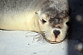 295 Kangaroo island