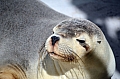 296 Kangaroo island